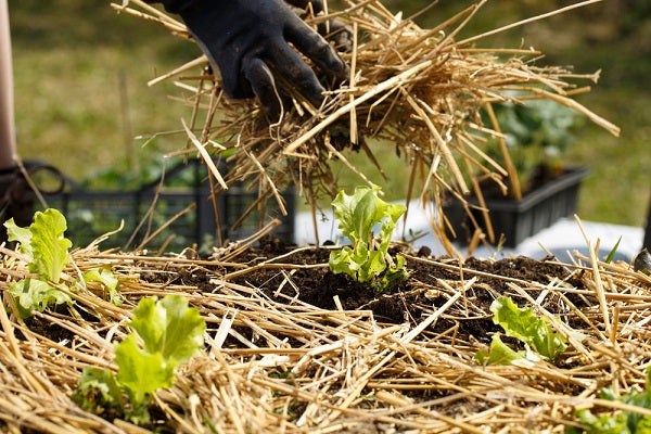 5 conseils pour économiser l’eau au jardin