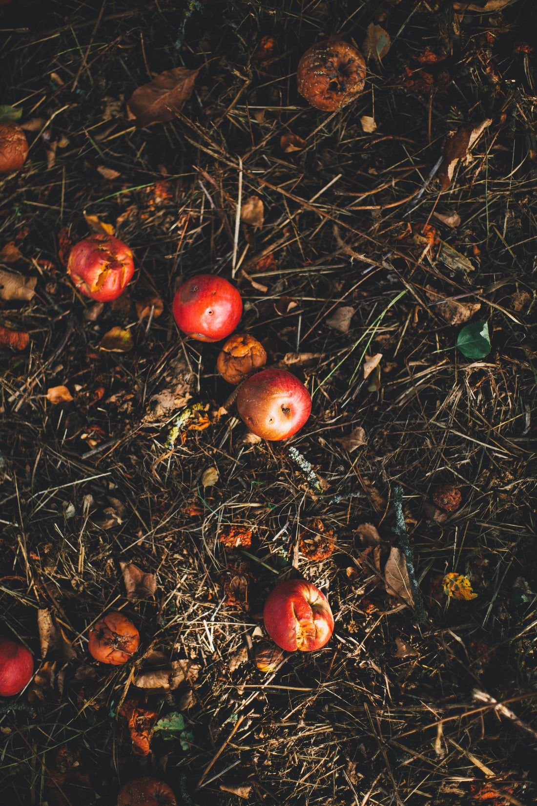 Comment fabriquer votre propre compost ?