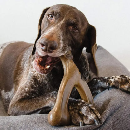 Jardioui Jouet à Mâcher Ultra-Robuste pour Chien